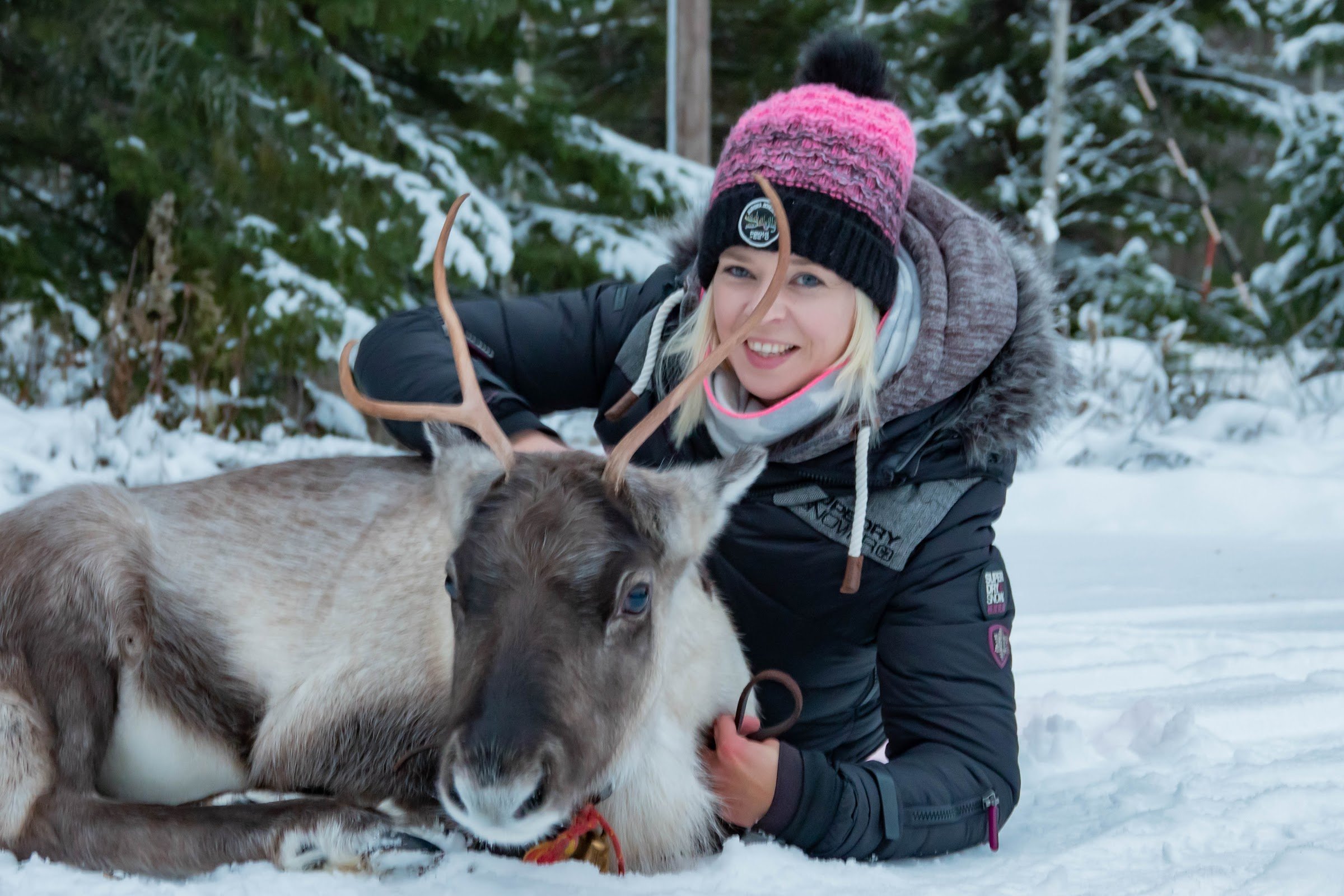 Kaatis Reindeer and Moose